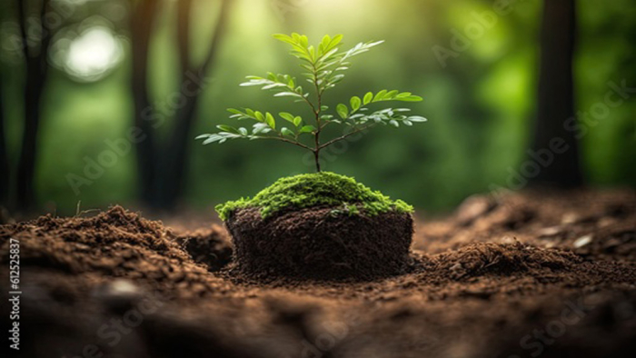 Beitragsbild Nachhaltigkeit bei Naturböden